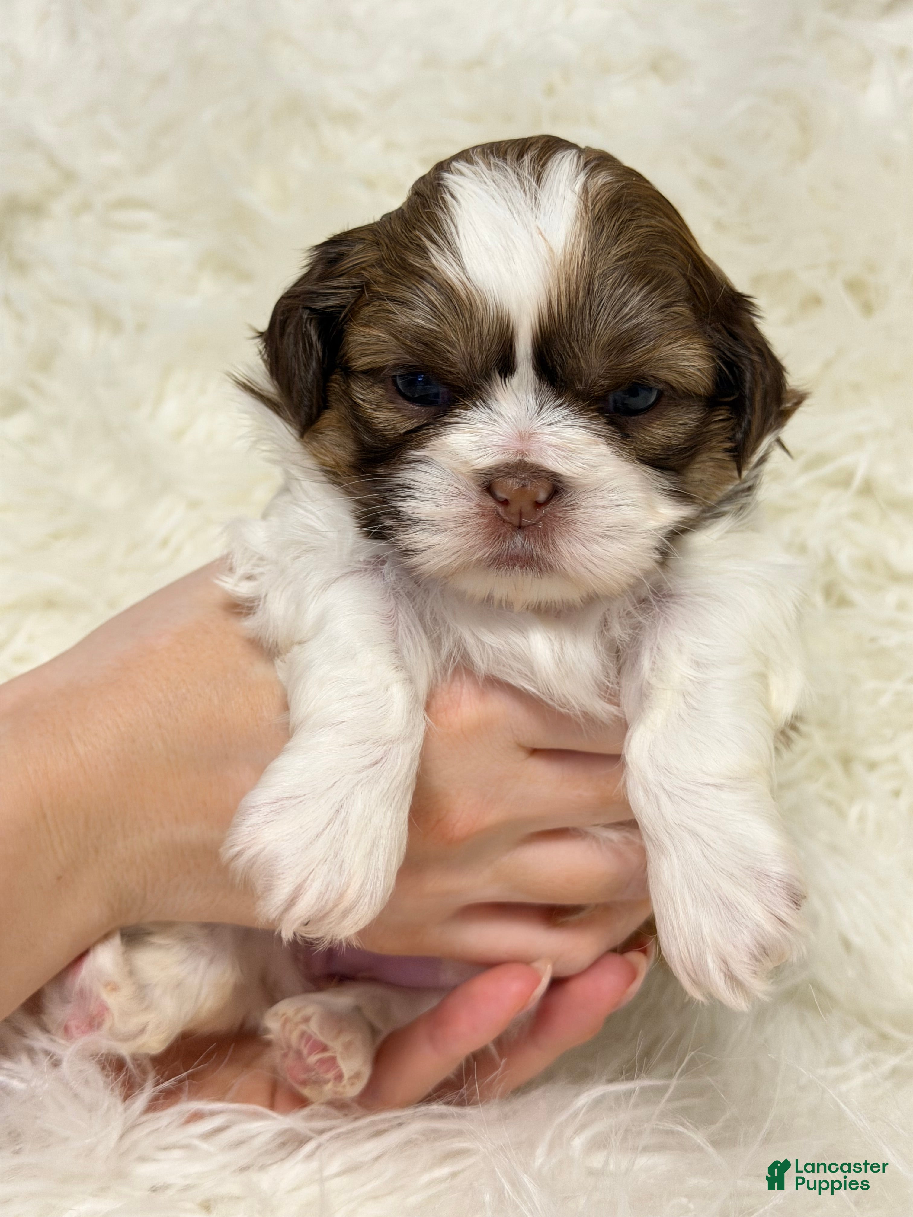 Shih Tzu dogs Nina - Ad 2