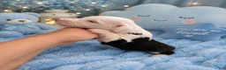 Sheepadoodle dogs for sale: Sheepadoodle 6 - Ad 2