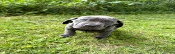 Cane Corso dogs for sale: Cane Corso 5 - Ad 6