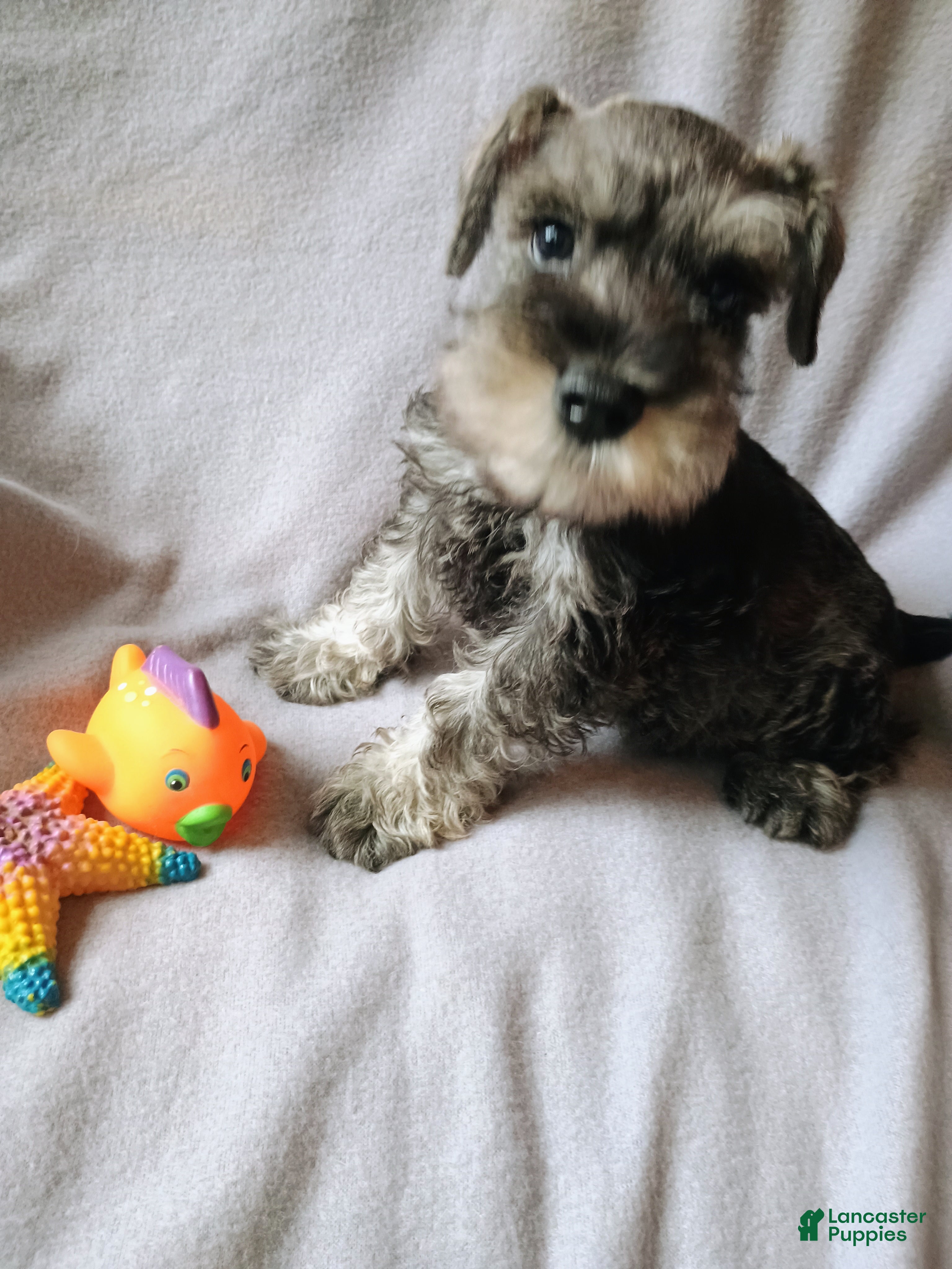 Miniature Schnauzer dogs Miniature Schnauzer 2 - Ad 2