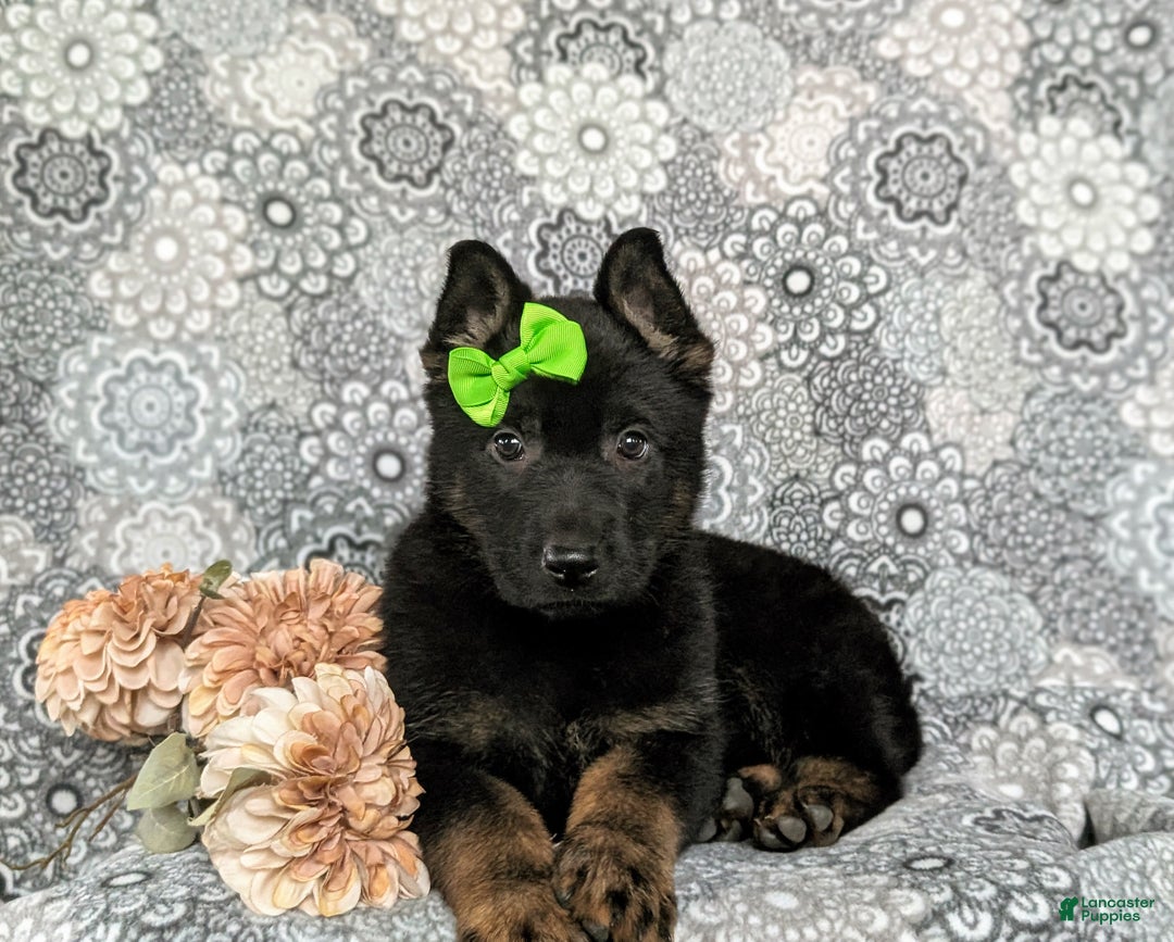 German Shepherd dogs for sale: Dayna - Ad 5