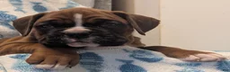 Boxer dogs for sale: Wrangler  - Ad 2