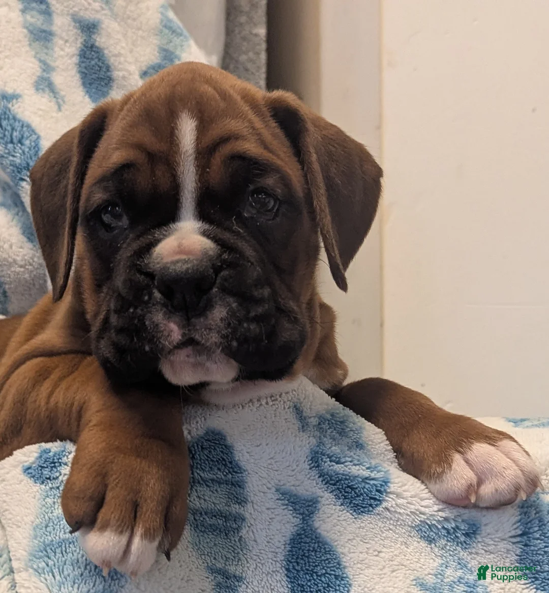 Boxer dogs for sale: Wrangler  - Ad 2