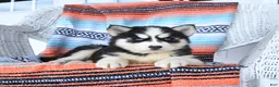 Siberian Husky dogs for sale: Sugar - Ad 4