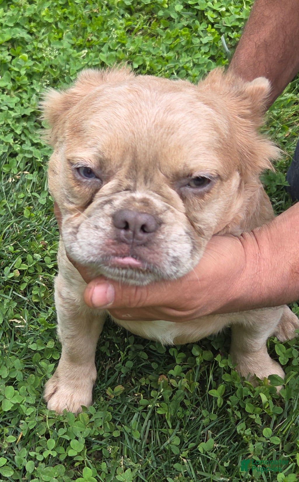 French Bulldog dogs French Bulldog Puppy 3 Dior - Ad 27