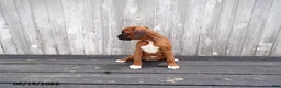 Boxer dogs for sale: Cherry - Ad 3