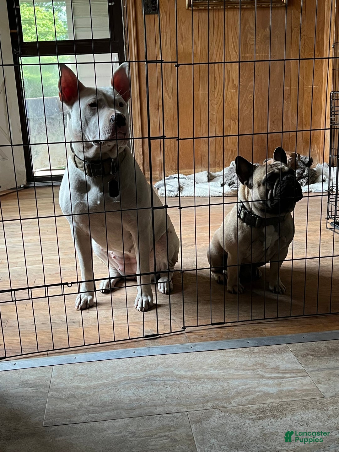 Gallery Image {{count}}