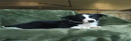 Border Collie dogs for sale: Annan - Ad 2