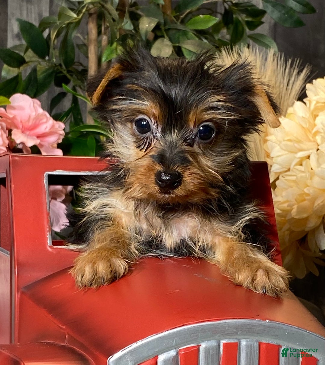 Yorkshire Terrier dogs for sale: Yarah - Ad 1