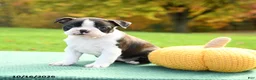 Boston Terrier dogs for sale: Nora - Ad 3