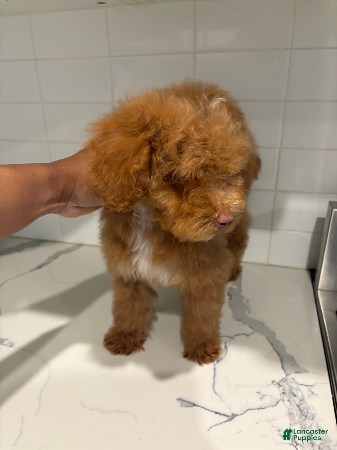 Miniature Poodle dogs for sale: Mike - Ad 6