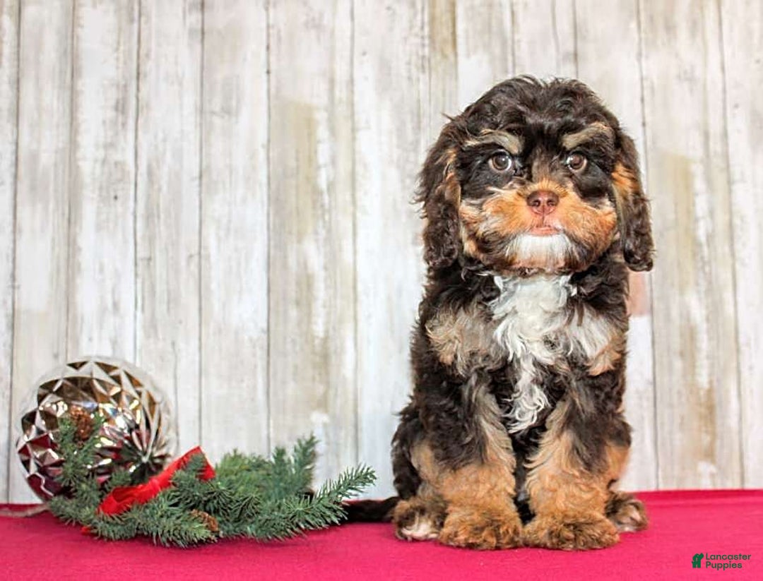 Gallery Image {{count}}