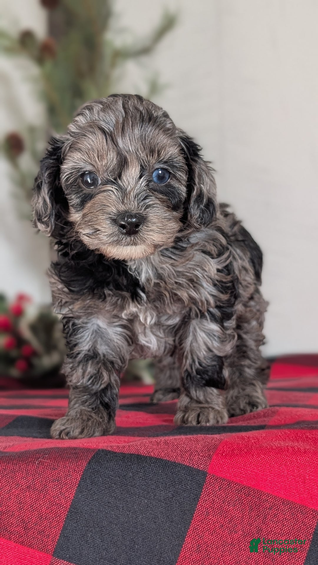 Cockapoo dogs for sale: Sophie - Ad 5