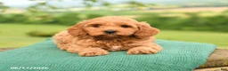 Mini Goldendoodle dogs for sale: Albert - Ad 5