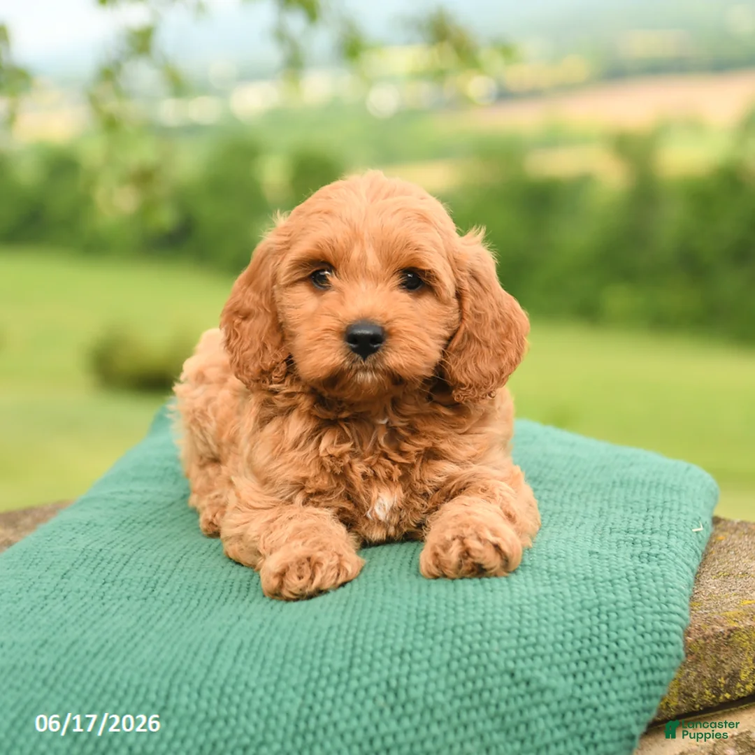 Mini Goldendoodle dogs for sale: Albert - Ad 5
