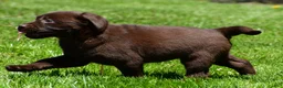 Labrador Retriever dogs for sale: Libby - Ad 7