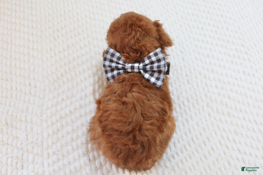 Toy Poodle dogs for sale: Gingerbread - Ad 5