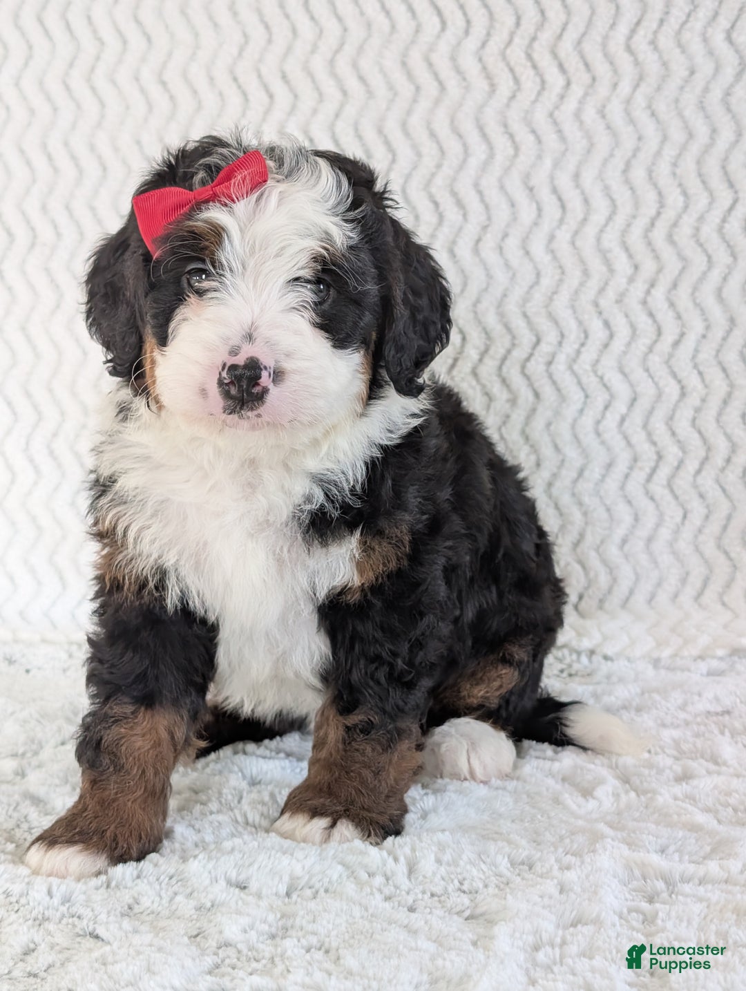 Mini Bernedoodle dogs for sale: Mini Jamie  - Ad 14