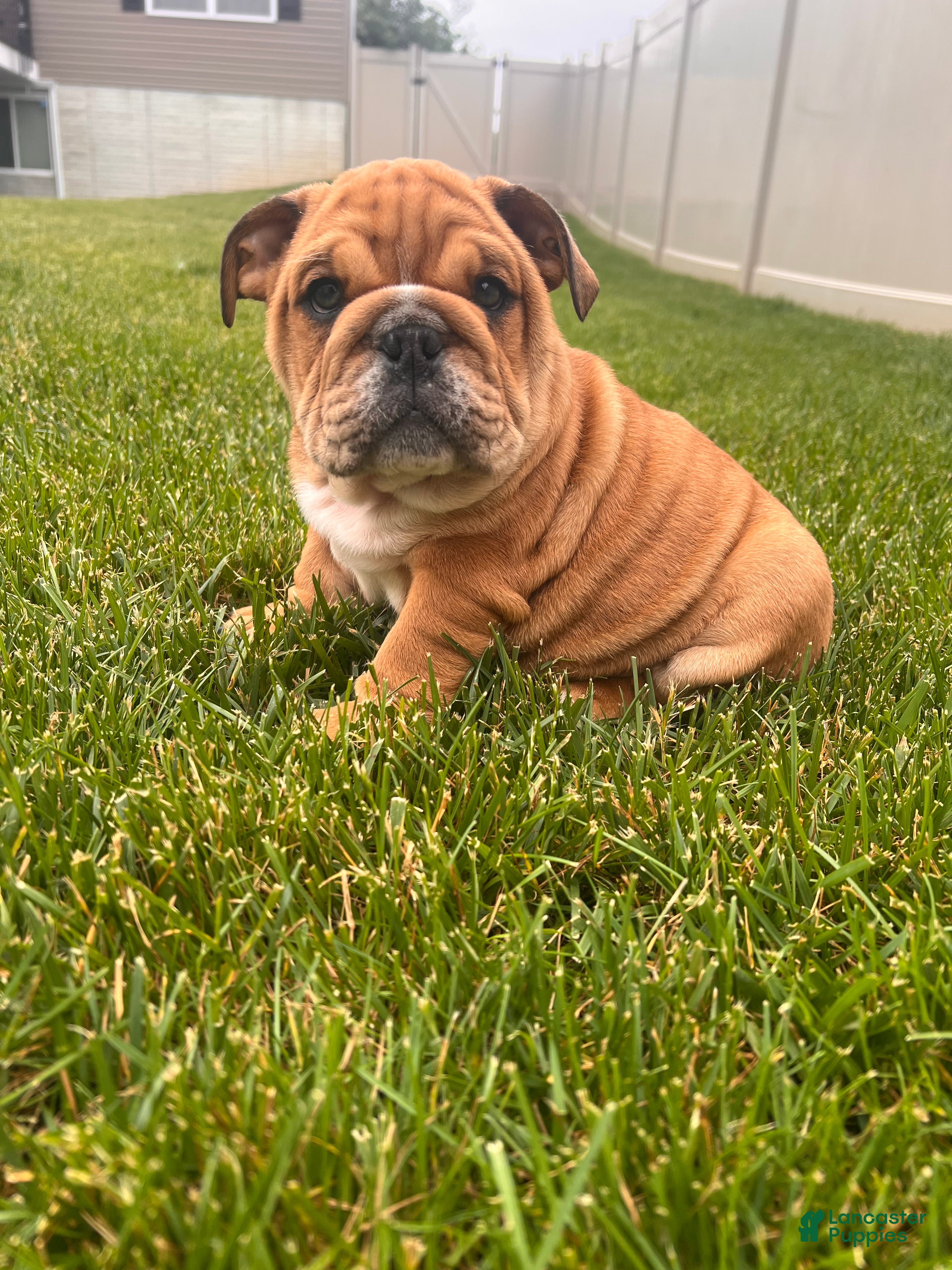 English Bulldog dogs Brownie  - Ad 1