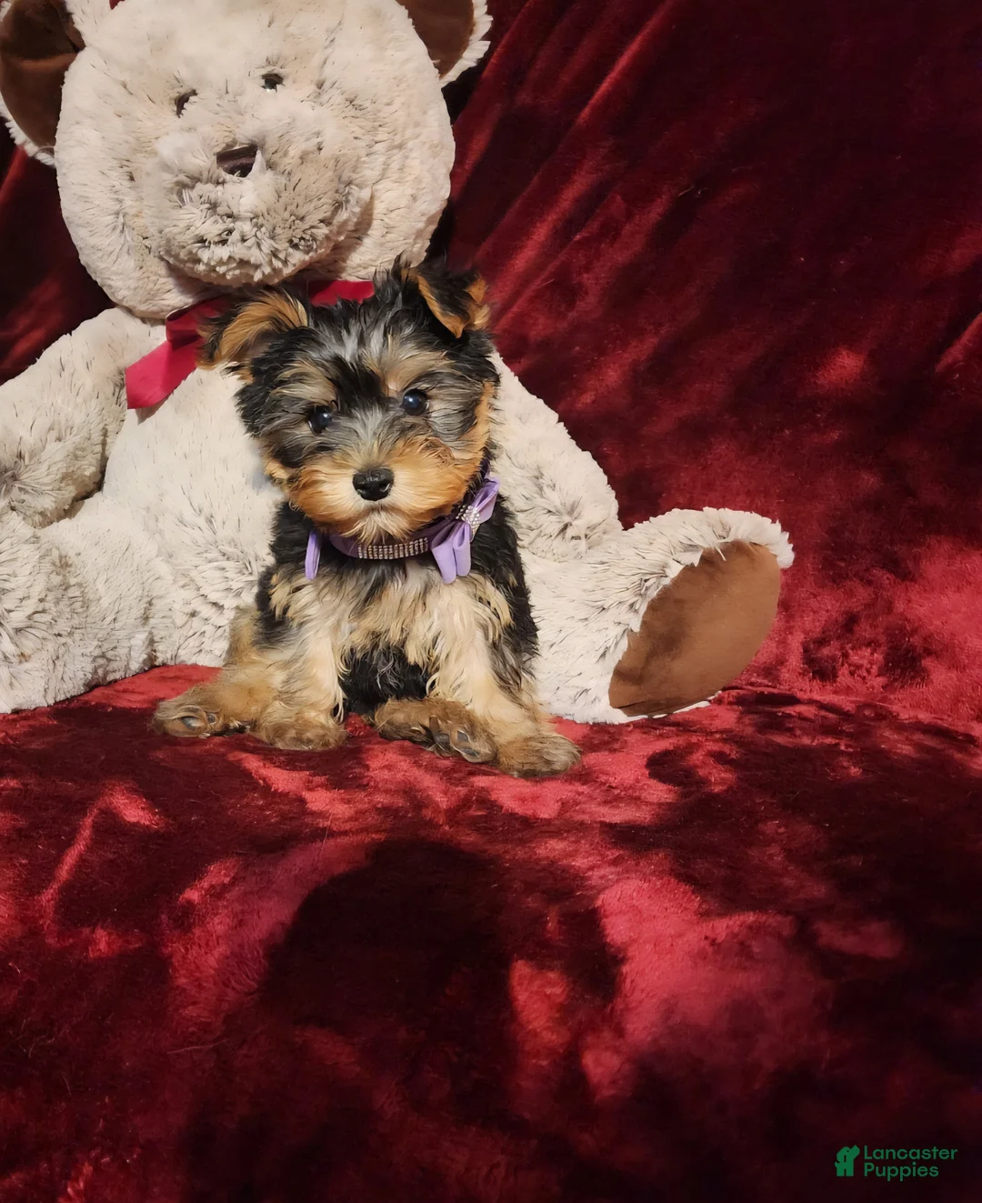 Yorkshire Terrier dogs for sale: KIWI - Ad 10