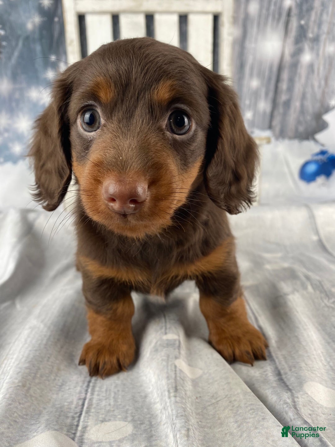Miniature Dachshund dogs for sale: Phoebe - Ad 14
