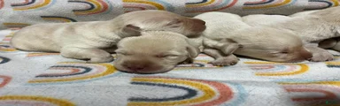 Labrador Retriever Puppy 2