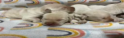 Labrador Retriever dogs for sale: Labrador Retriever Puppy 2 - Ad 1