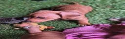 Miniature Dachshund dogs for sale: Beauty  - Ad 3