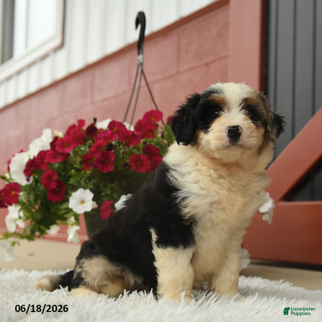 Aussiedoodle dogs for sale: Alpine - Ad 3