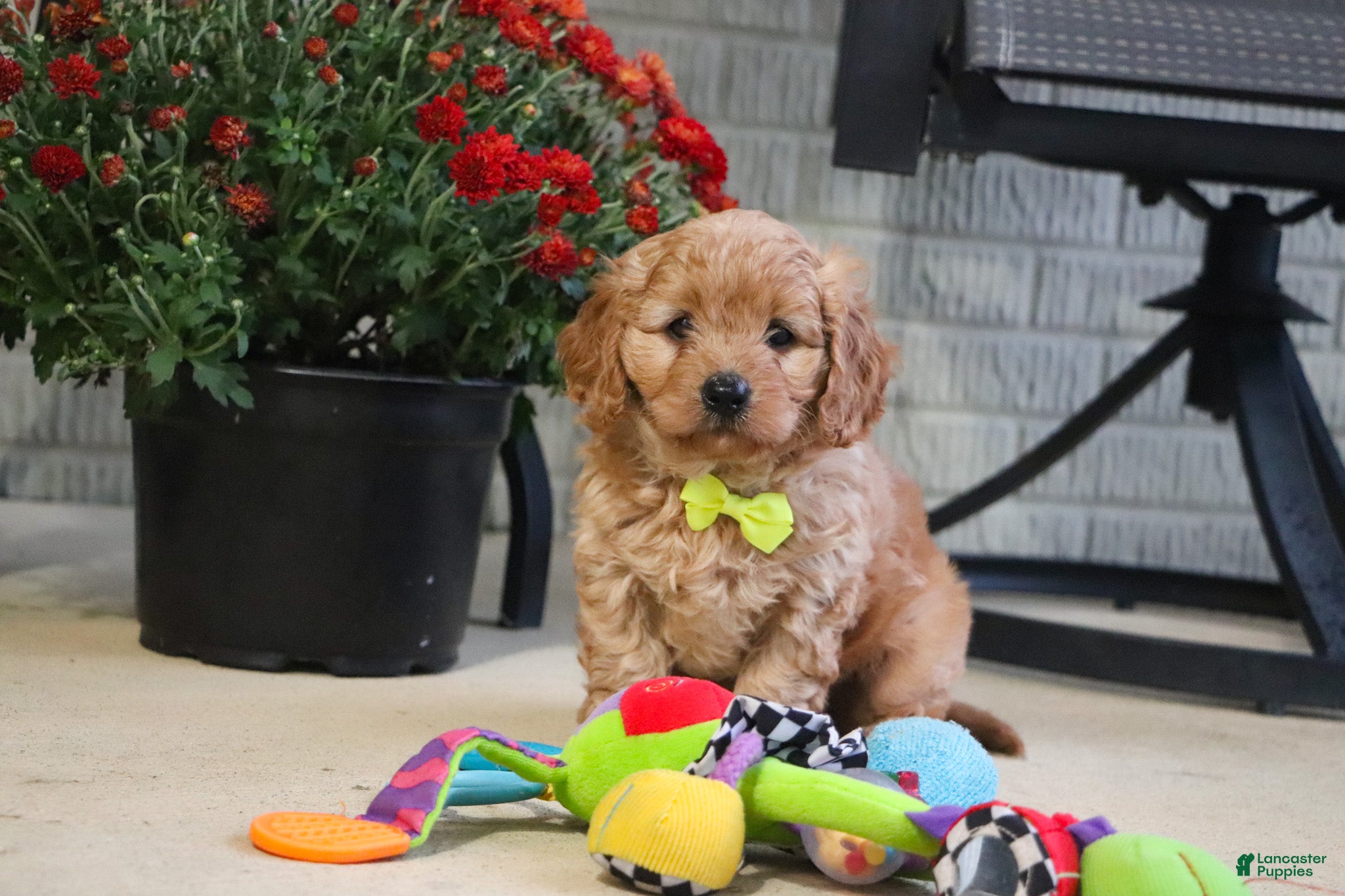 Cavapoo dogs Oliver - Ad 1