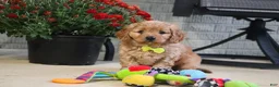 Cavapoo dogs for sale: Oliver - Ad 1