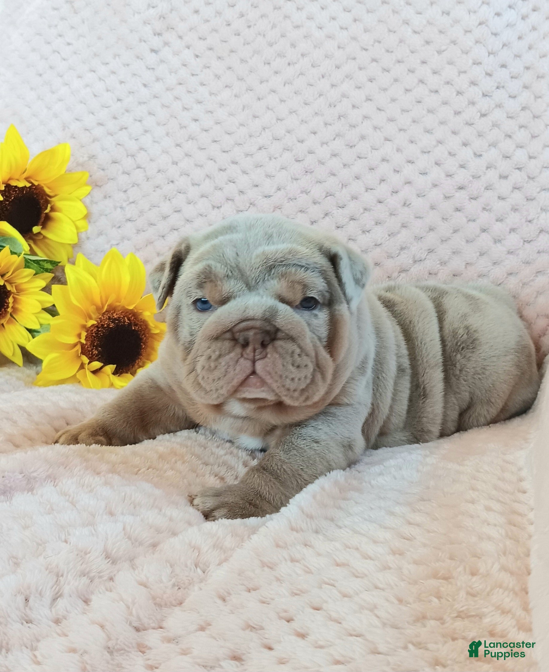 English Bulldog dogs Taffy - Ad 1