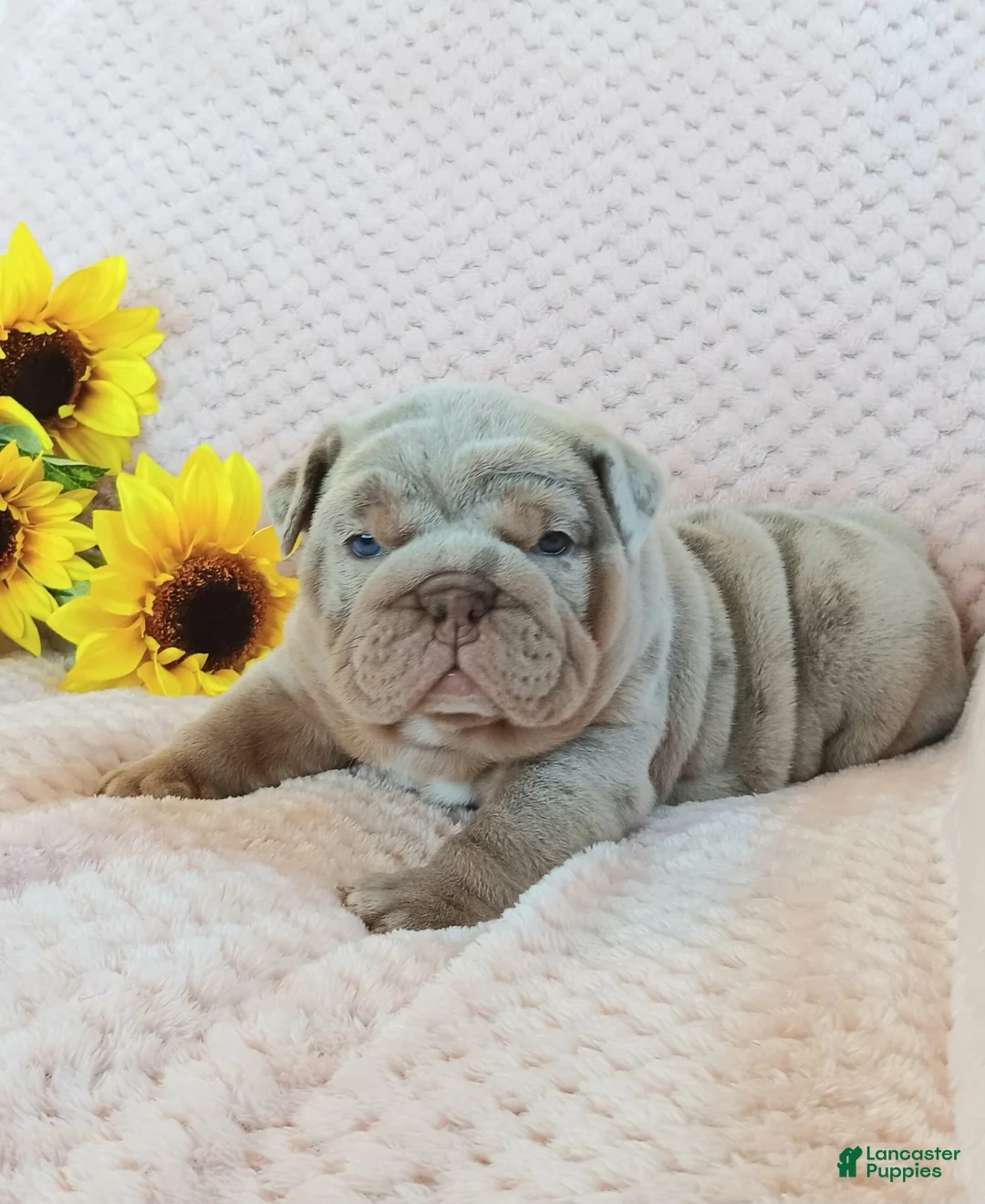 English Bulldog dogs for sale: Taffy - Ad 1