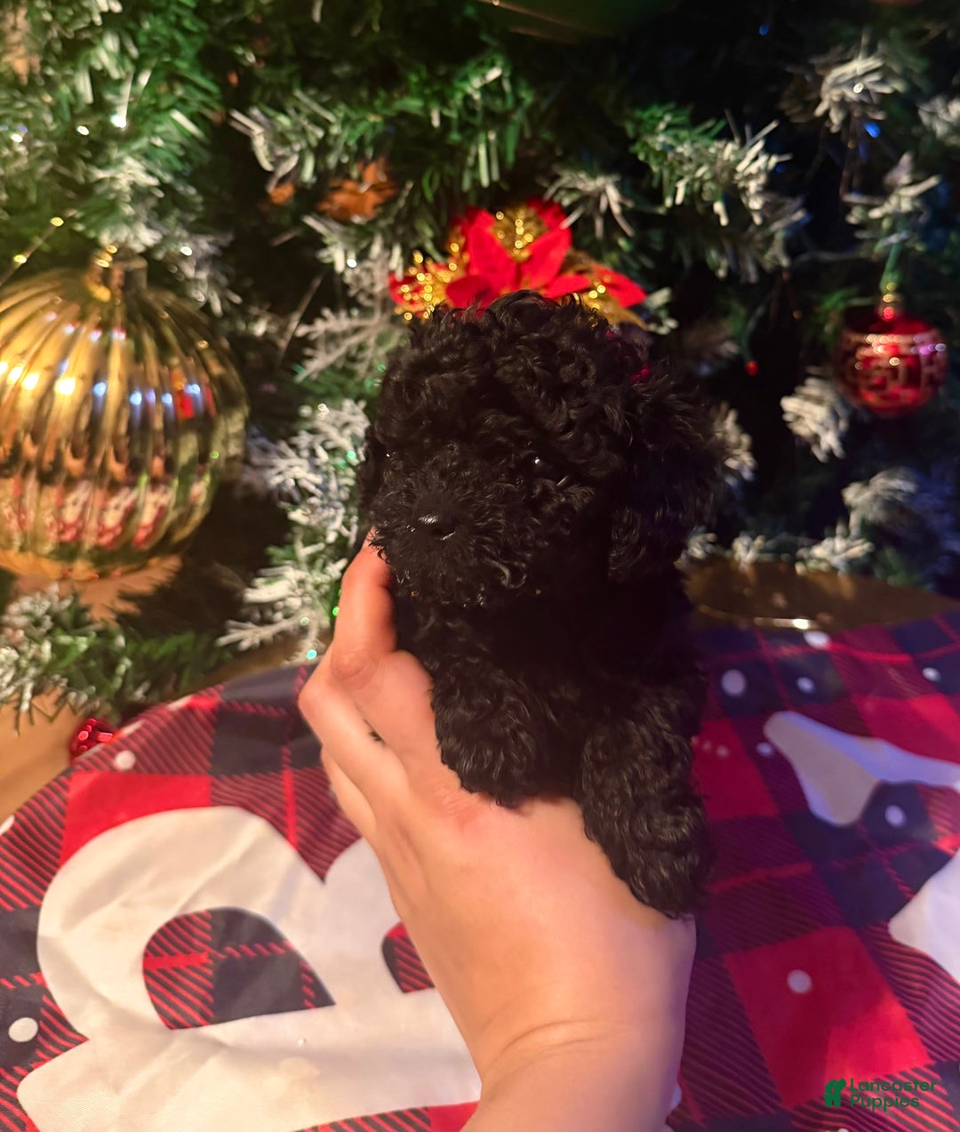 Toy Poodle dogs for sale: Toy Poodle Puppy 2 - Ad 7