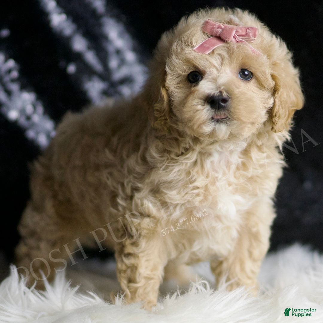Maltipoo dogs for sale: Nutmeg - Ad 2
