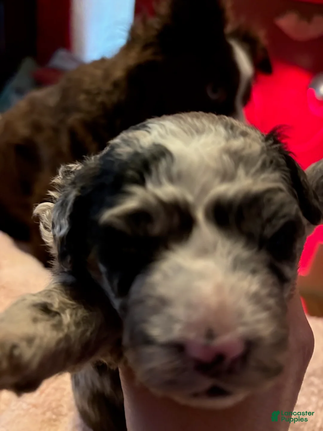 Mini Aussiedoodle dogs for sale: Girl_Female - Ad 1