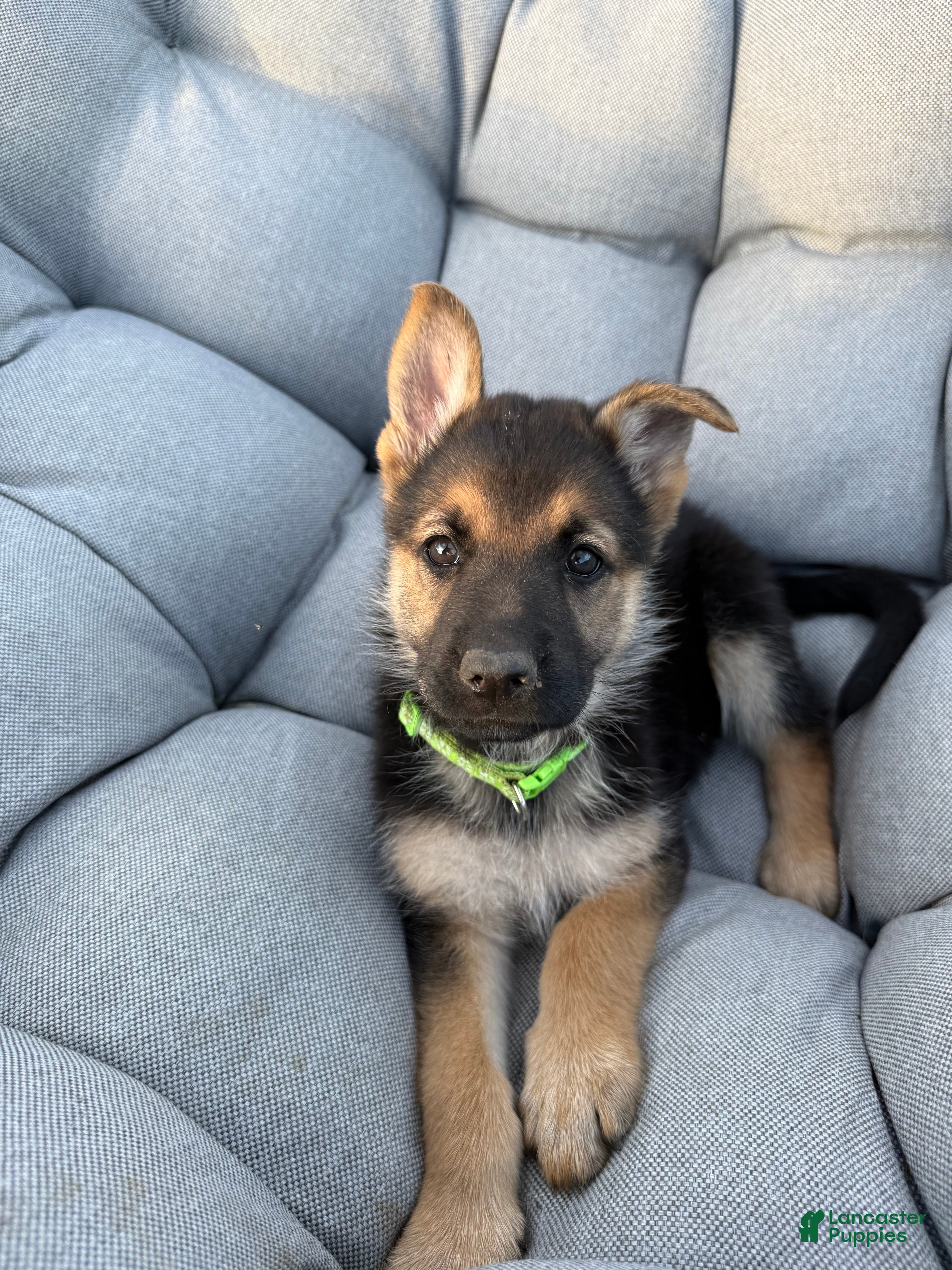 German Shepherd dogs Grace - Ad 19