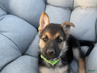 German Shepherd dogs Grace - Ad 19