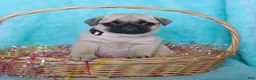 Pug dogs for sale: Poppy - Ad 1