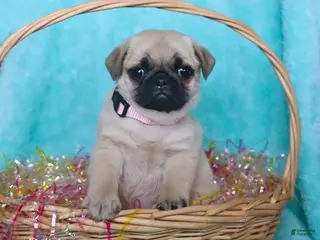 Pug dogs for sale: Poppy - Ad 2