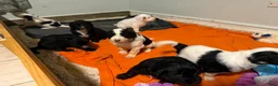 Mixed Breed dogs for sale: Estrella/Star - Ad 5