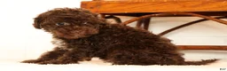 Havapoo dogs for sale: Darla - Ad 4