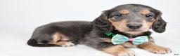 Miniature Dachshund dogs for sale: Asher - Ad 2