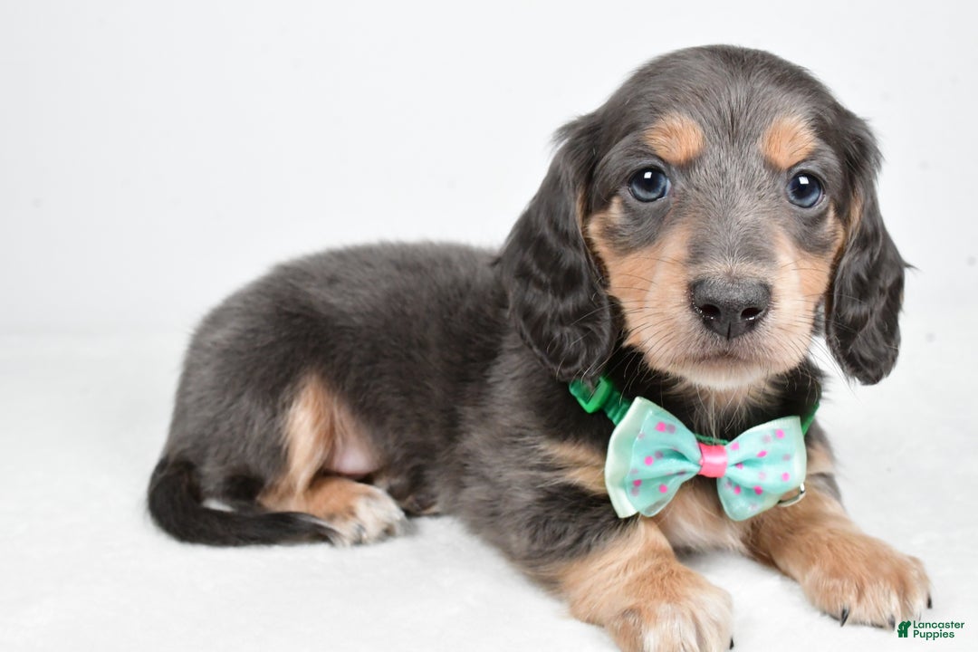 Miniature Dachshund dogs for sale: Asher - Ad 2