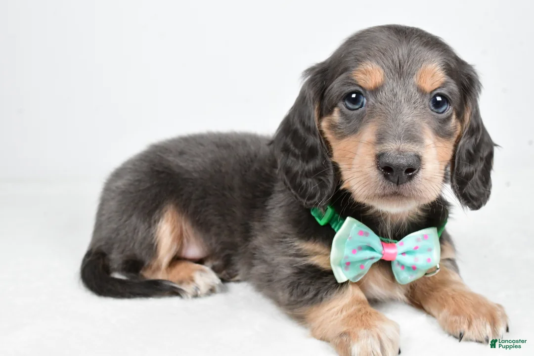 Miniature Dachshund dogs for sale: Asher - Ad 1