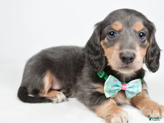 Miniature Dachshund dogs Asher - Ad 31