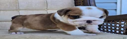 English Bulldog dogs for sale: Diesel - Ad 3