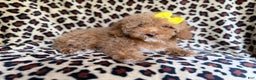 Cockapoo dogs for sale: Maya - Ad 7