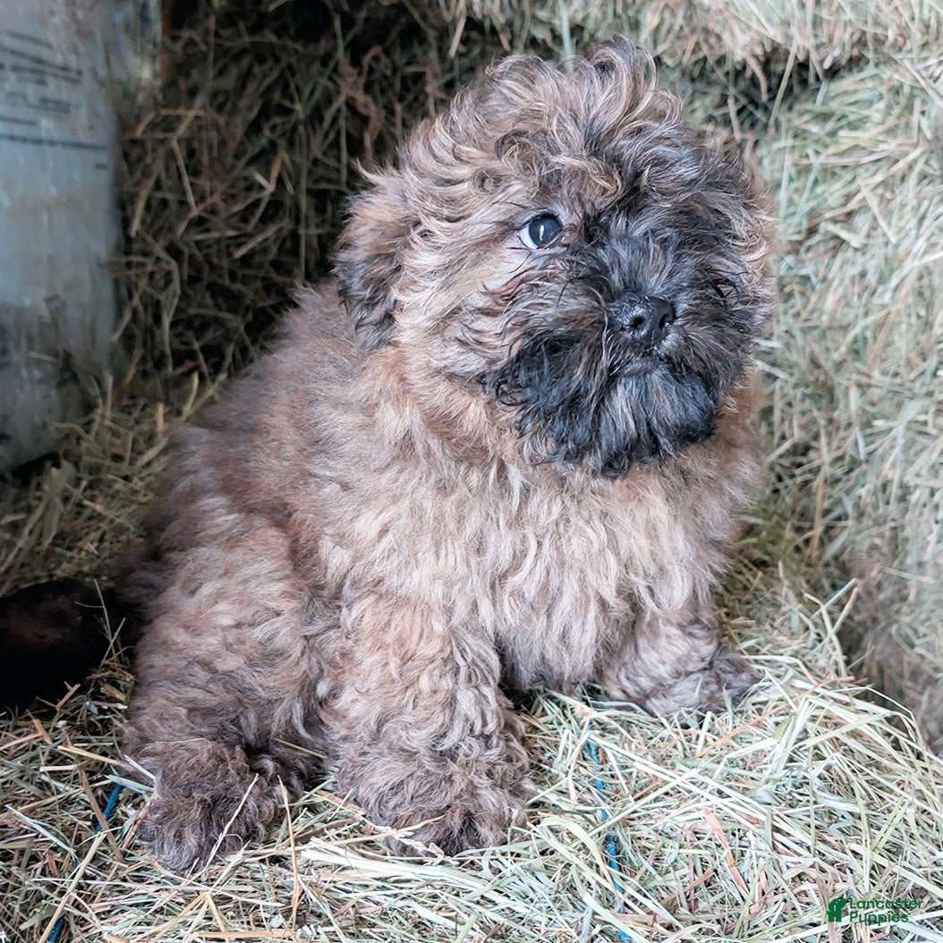 Mixed Breed dogs Jasper - Ad 1