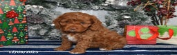 Cockapoo dogs for sale: Isabelle - Ad 1